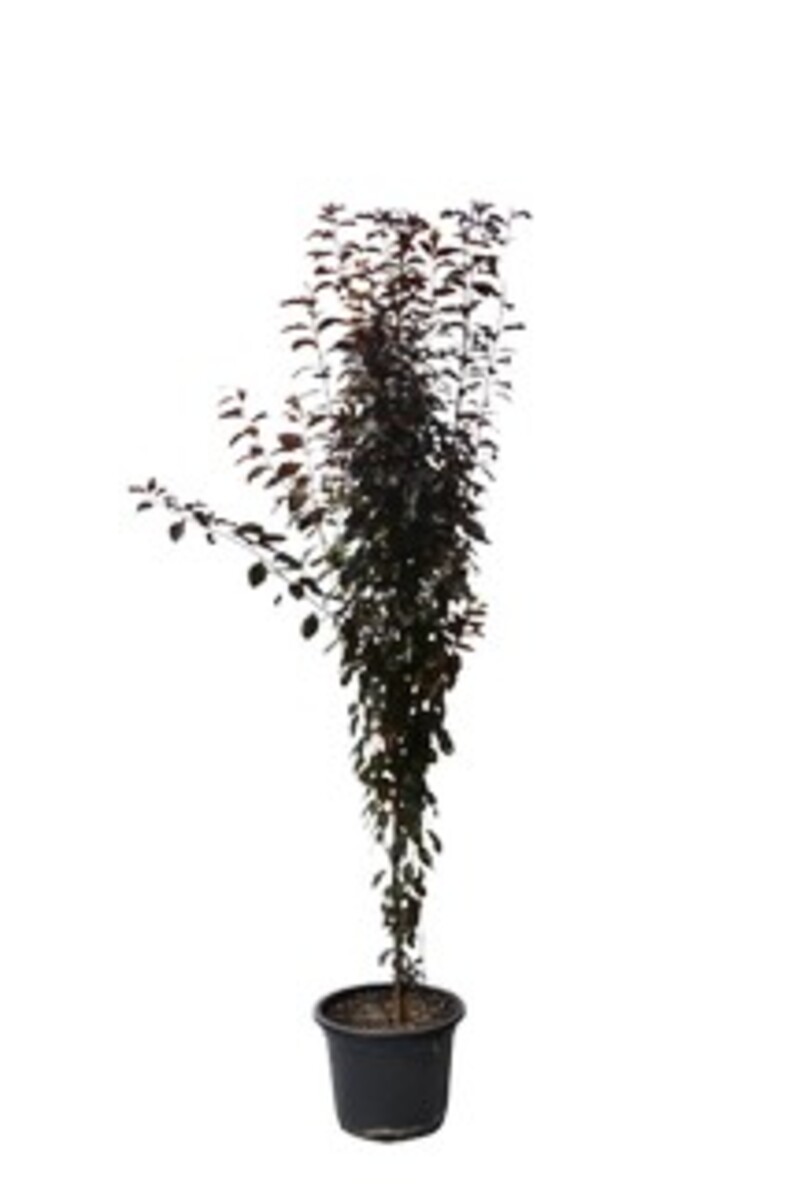 Prunus - Oakville Crimson Spire 250mm Pot