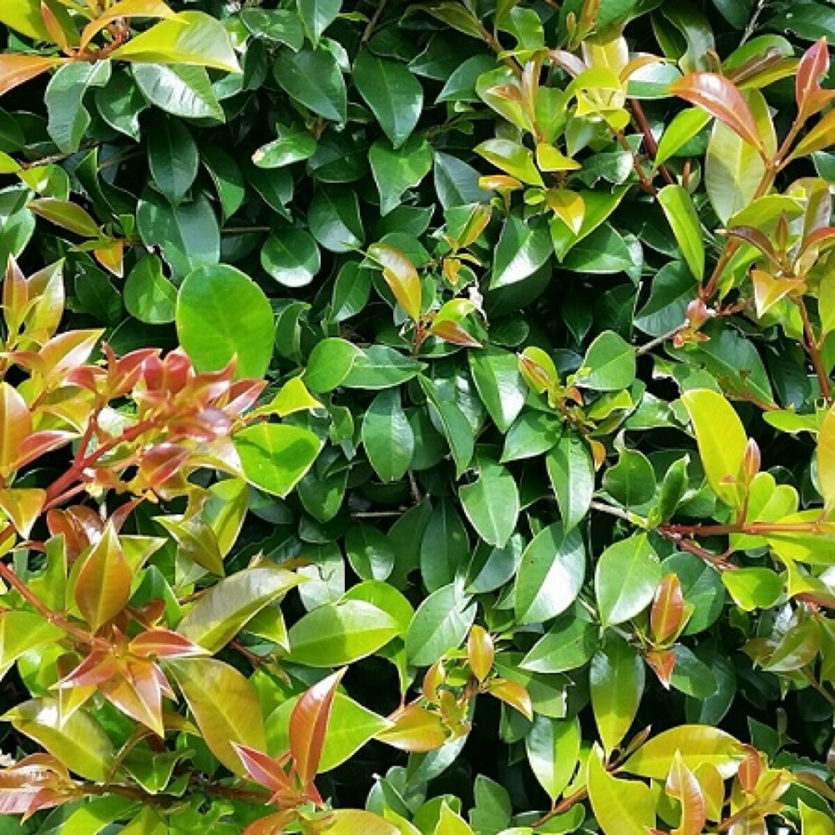 Syzygium - Select Form Lilly Pilly 200mm Pot