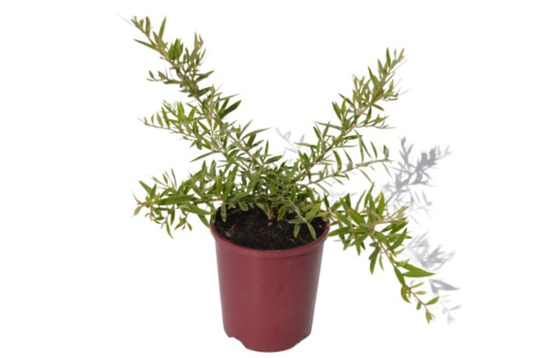 Grevillea - Canterbury Gold 150mm Pot (VN)