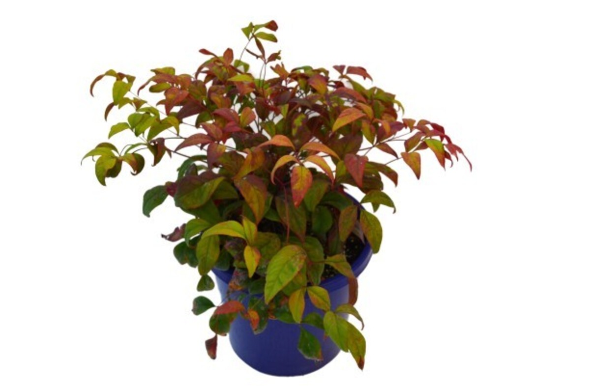 Nandina - Nana 200mm Pot