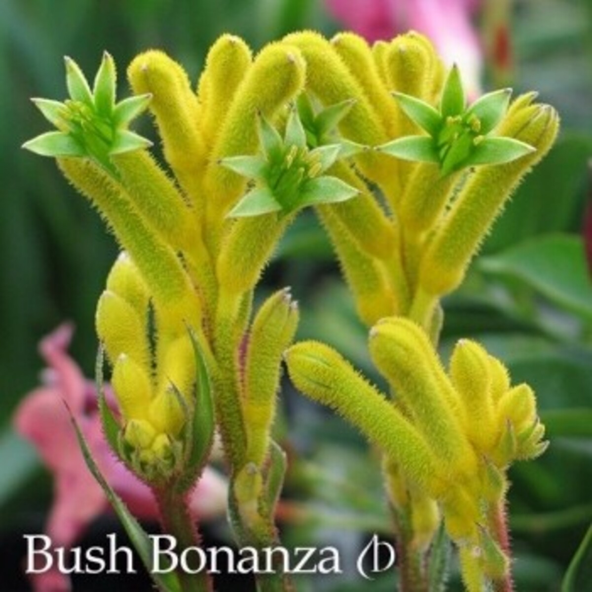 Anigozanthos Bush Gem Bonanza - Kangaroo Paw 150mm Pot (VN)