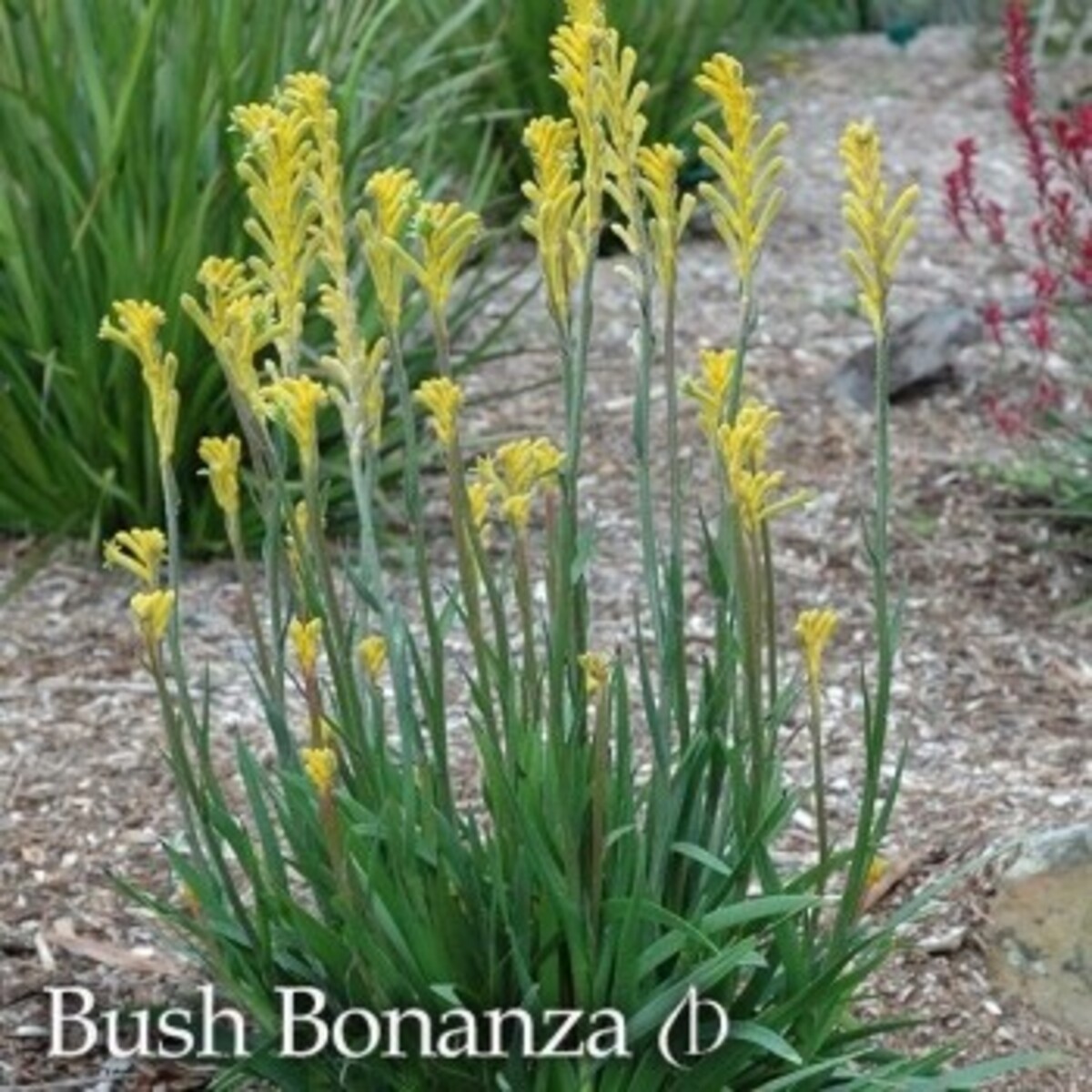 Anigozanthos Bush Gem Bonanza - Kangaroo Paw 150mm Pot (VN)