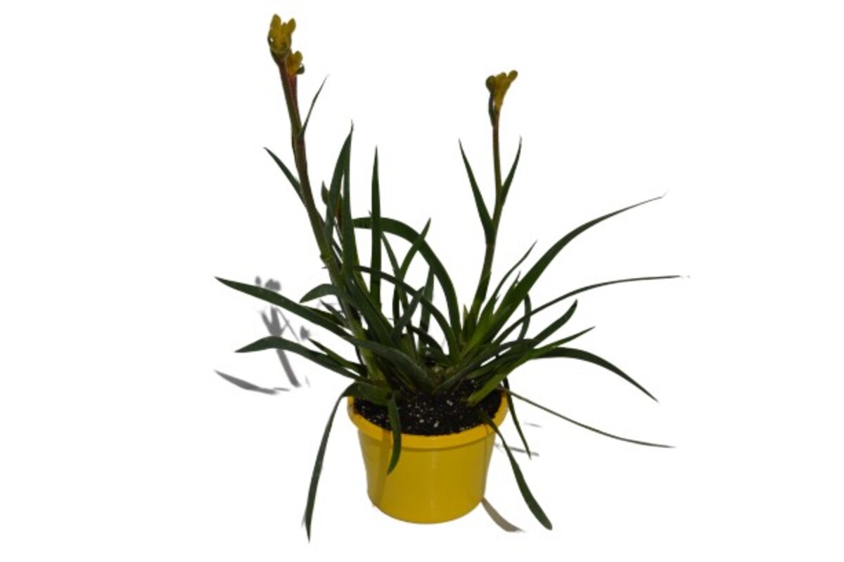 Anigozanthos Bush Gem Bonanza - Kangaroo Paw 150mm Pot (VN)