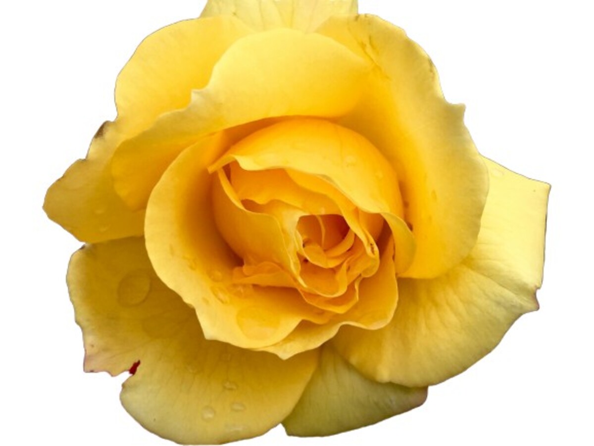 Rose 3ft Standard - Gold Bunny 250mm Pot (VN)