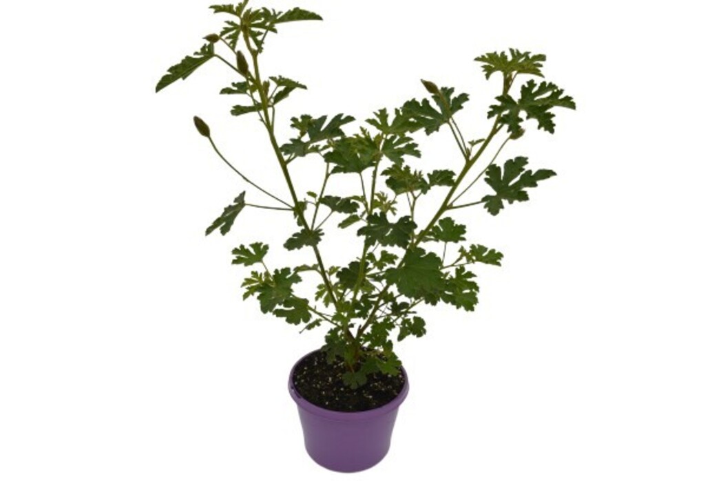 Alyogyne West Coast Gem - Native Hibiscus 140mm Pot
