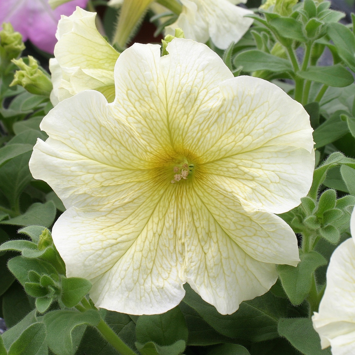 Petunia - Prism Sunshine 10 Pack