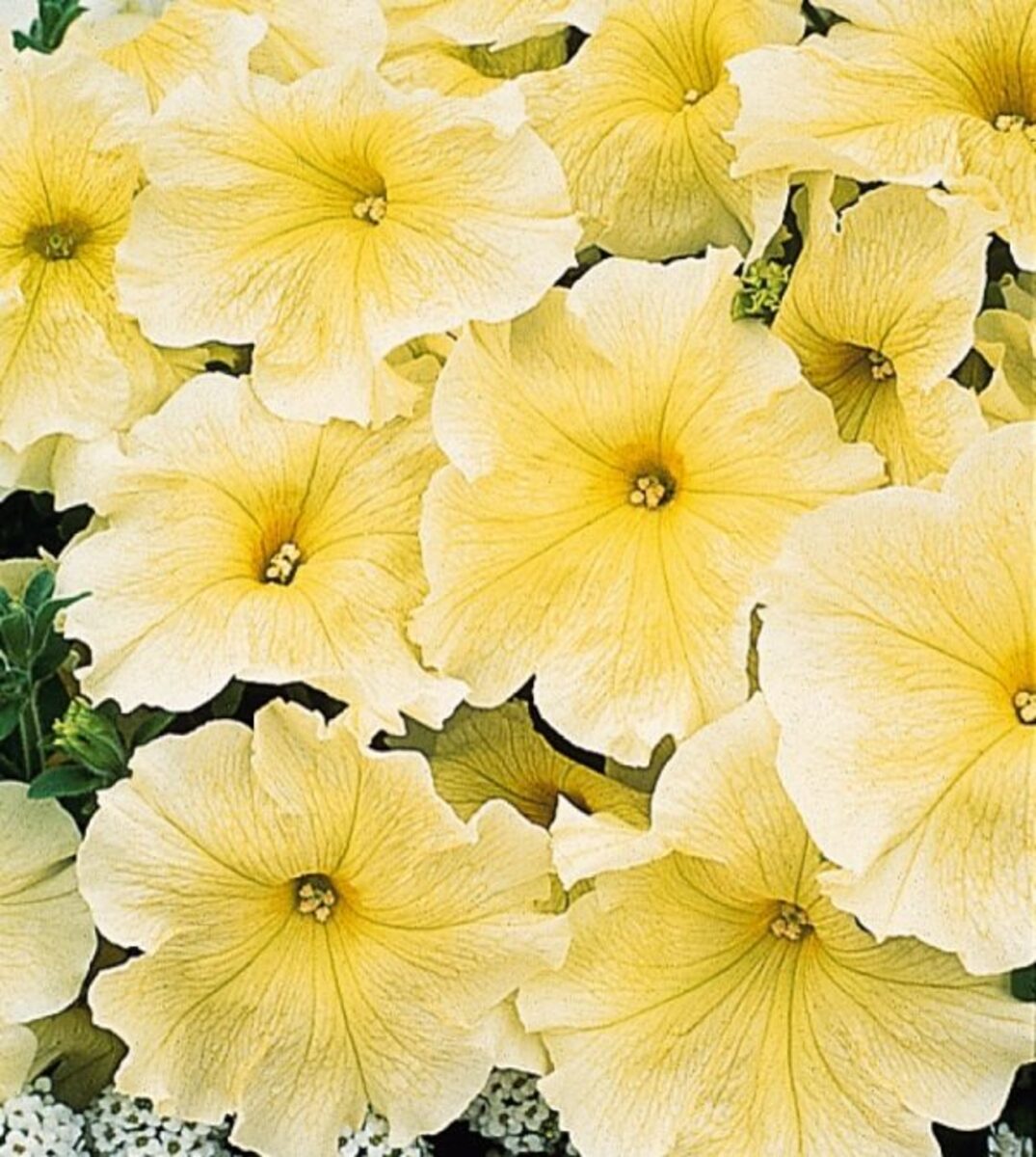 Petunia - Prism Sunshine 10 Pack