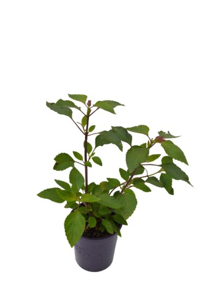 Salvia - Wendys Wish 140mm Pot