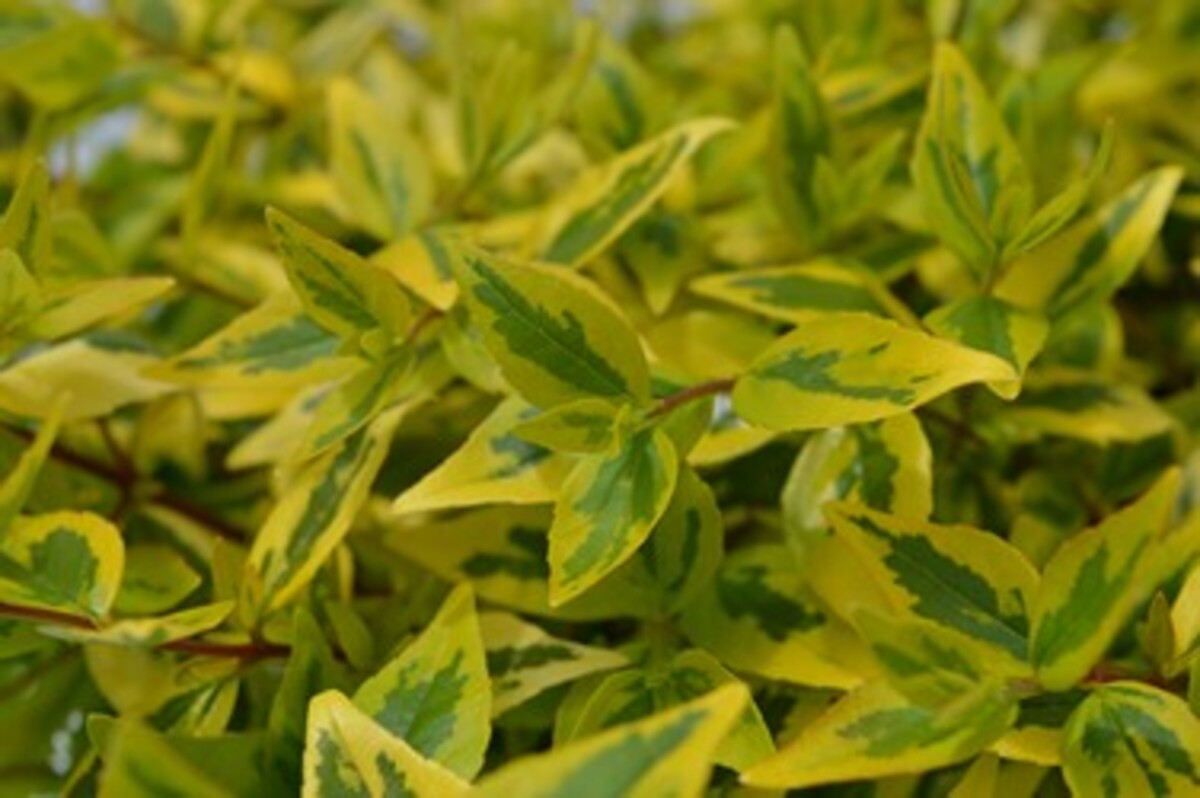 Abelia - Kaleidoscope 200mm Pot