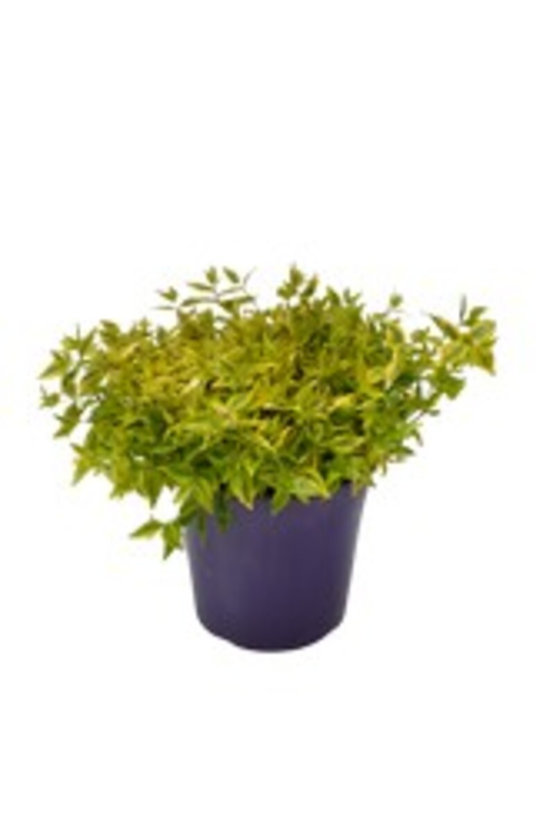 Abelia - Kaleidoscope 200mm Pot