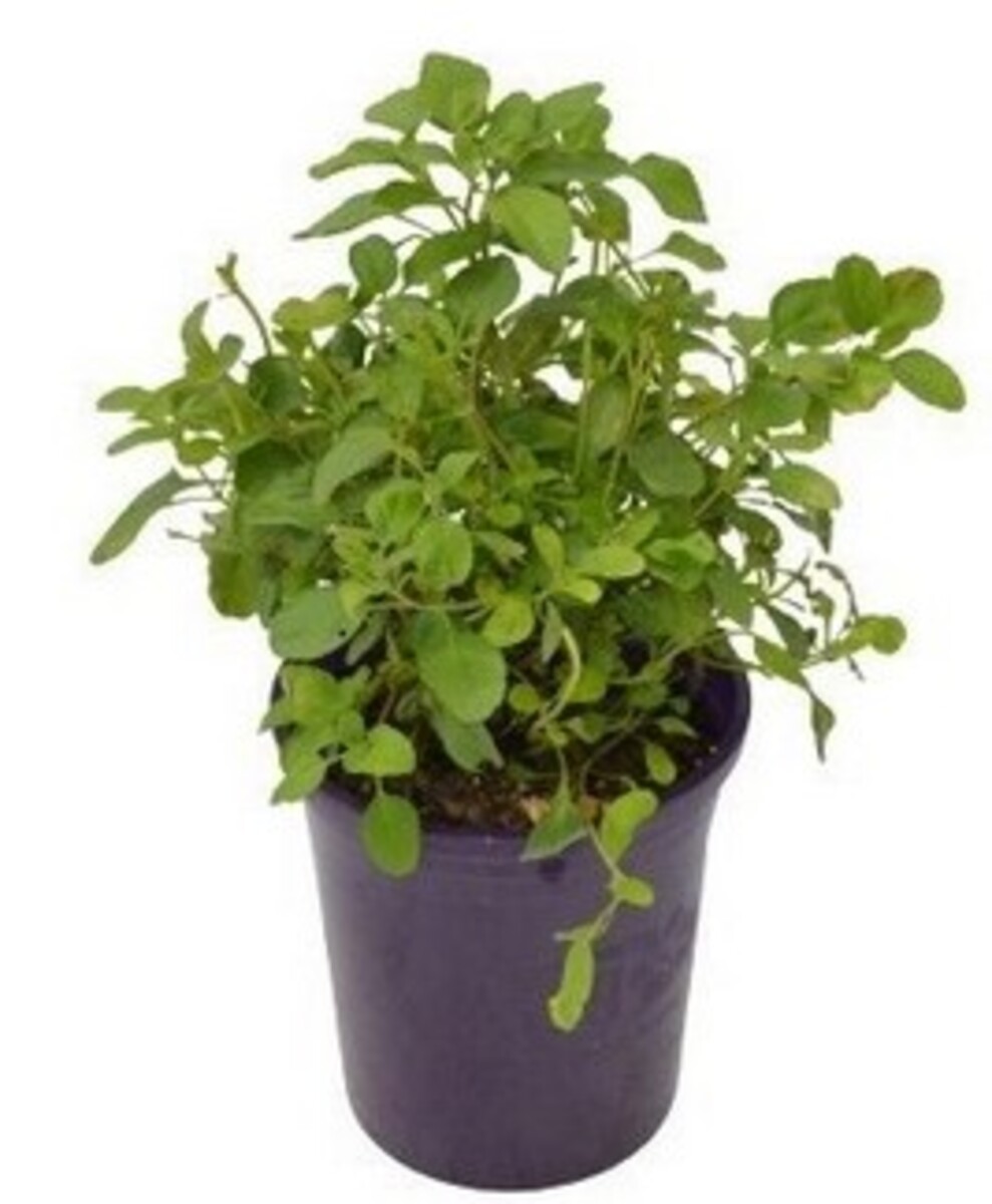 Salvia - Heatwave Sparkle 140mm Pot