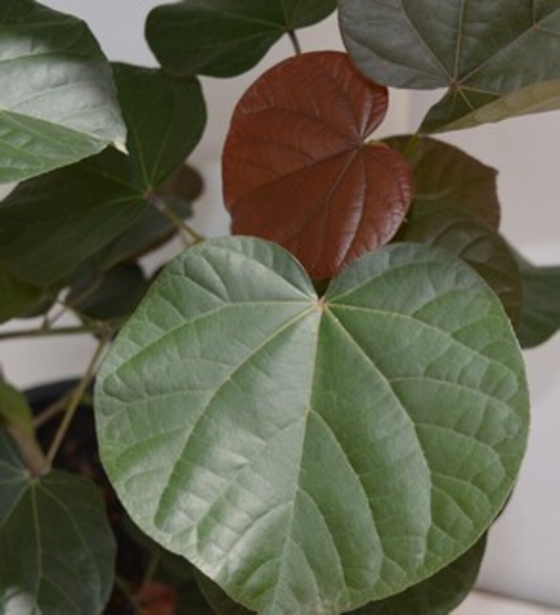 Tiliaceus Rubra - Cotton Wood Native Hibiscus 400mm Pot