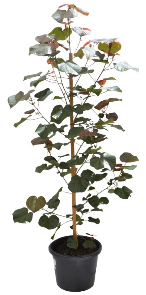 Tiliaceus Rubra - Cotton Wood Native Hibiscus 400mm Pot