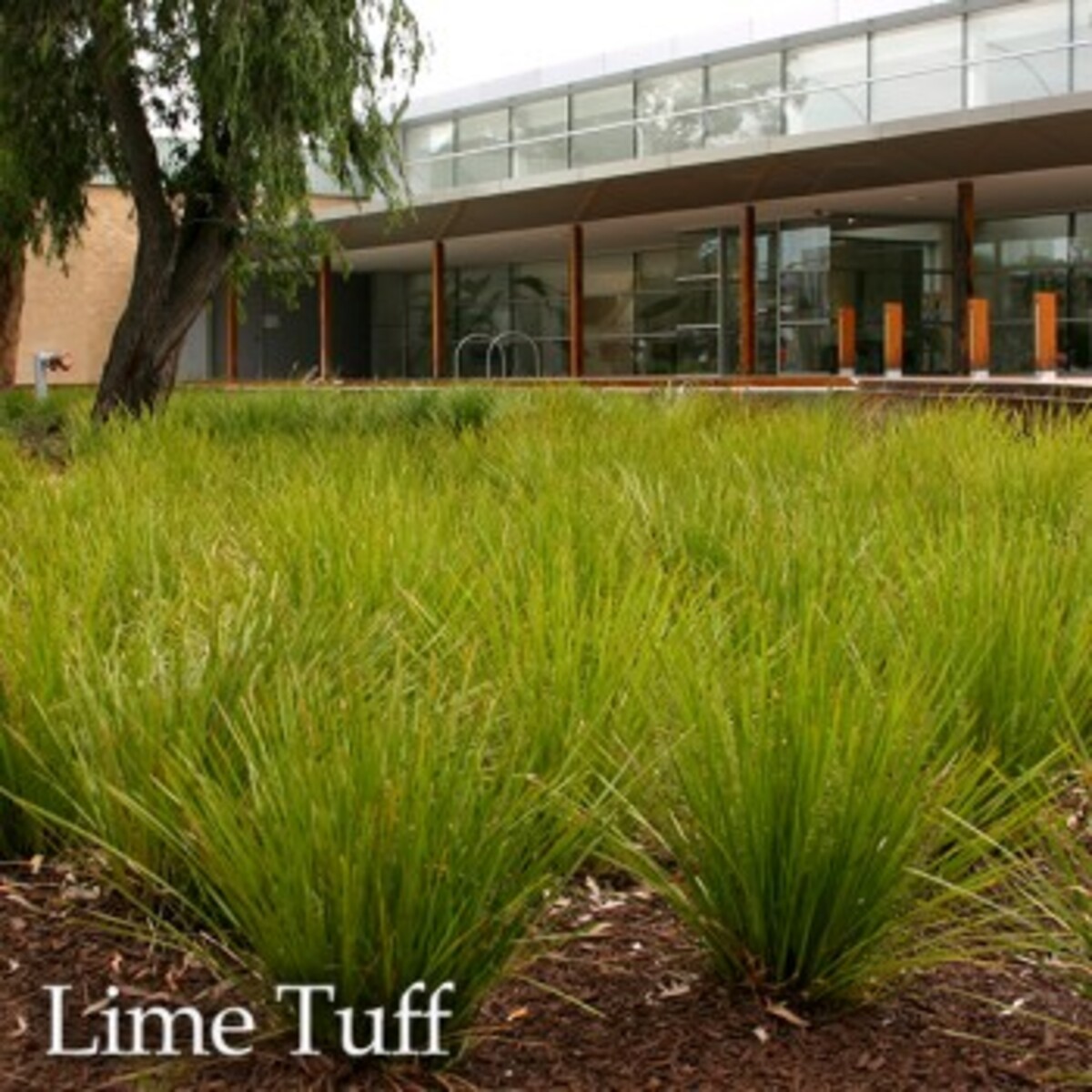 Lomandra - Lime Tuff 150mm Pot (VN)