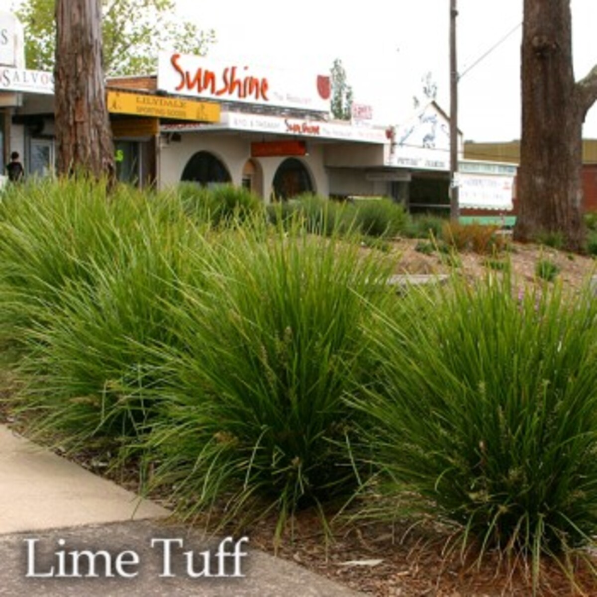 Lomandra - Lime Tuff 150mm Pot (VN)