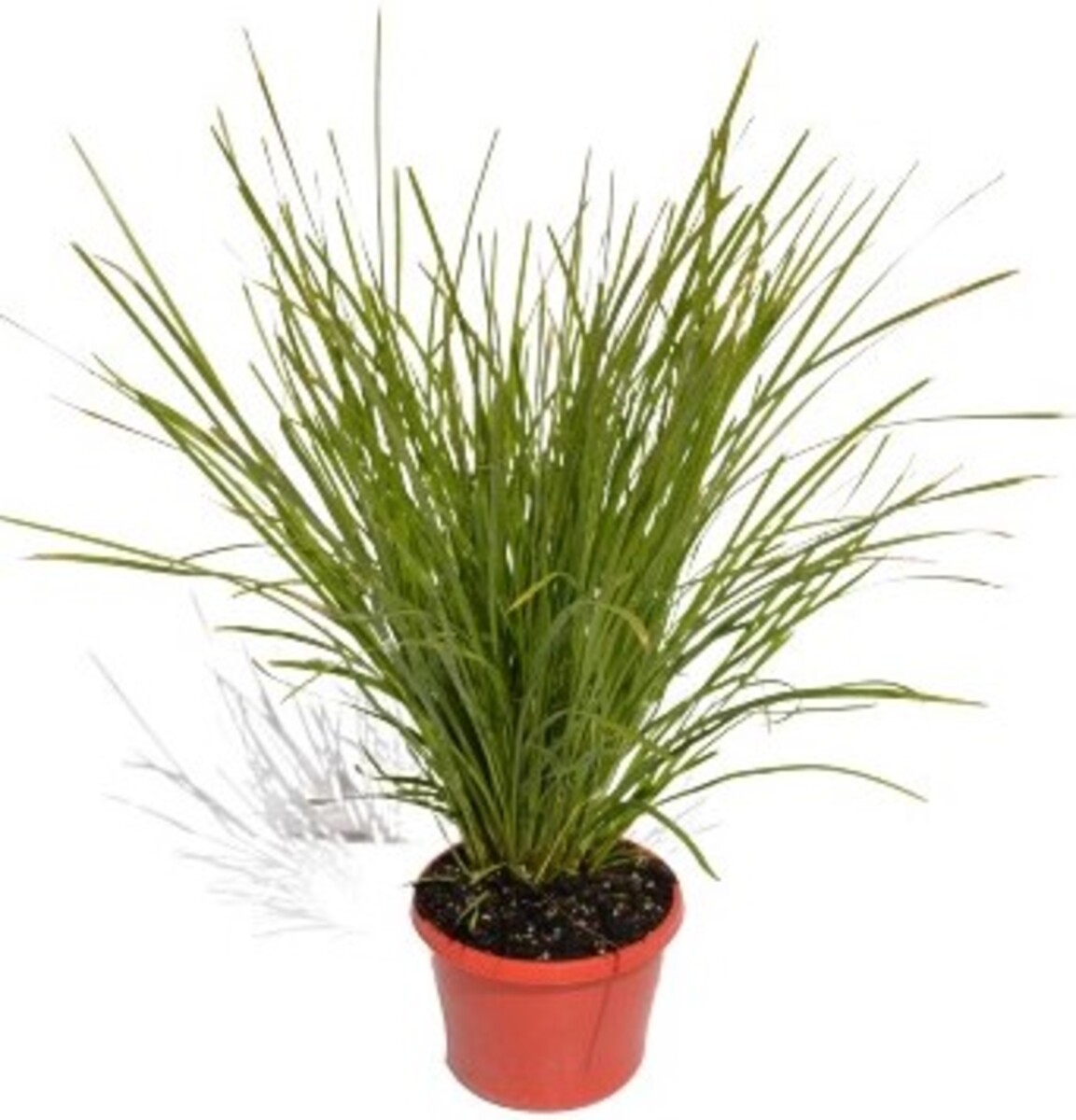 Lomandra - Lime Tuff 150mm Pot (VN)