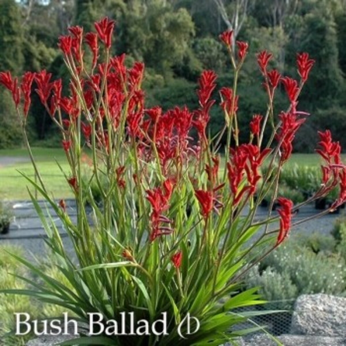 Anigozanthos Bush Gem Bush Ballad - Kangaroo Paw 150mm Pot (VN)