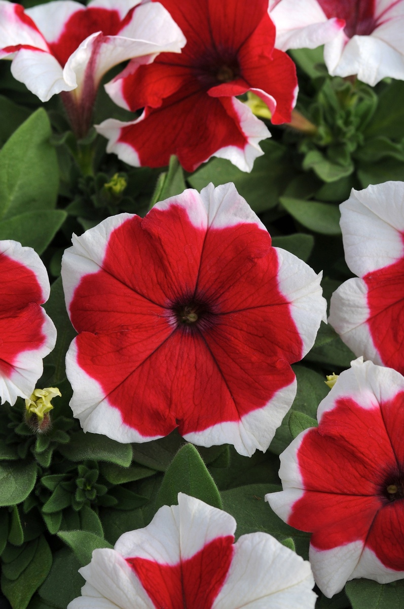 Petunia - Red Picotee 10 Pack