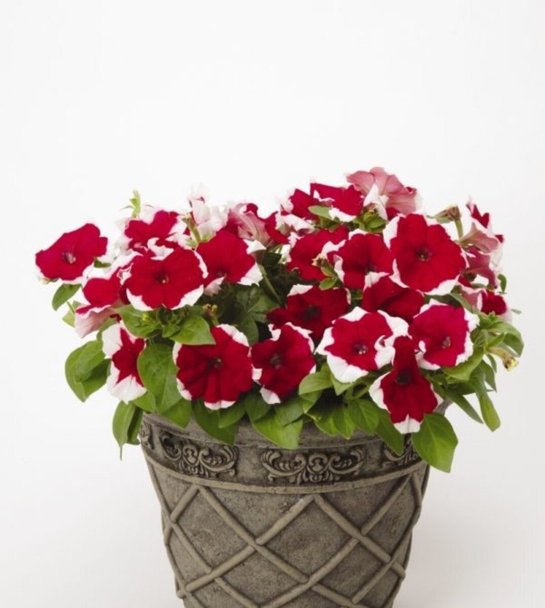 Petunia - Red Picotee 10 Pack