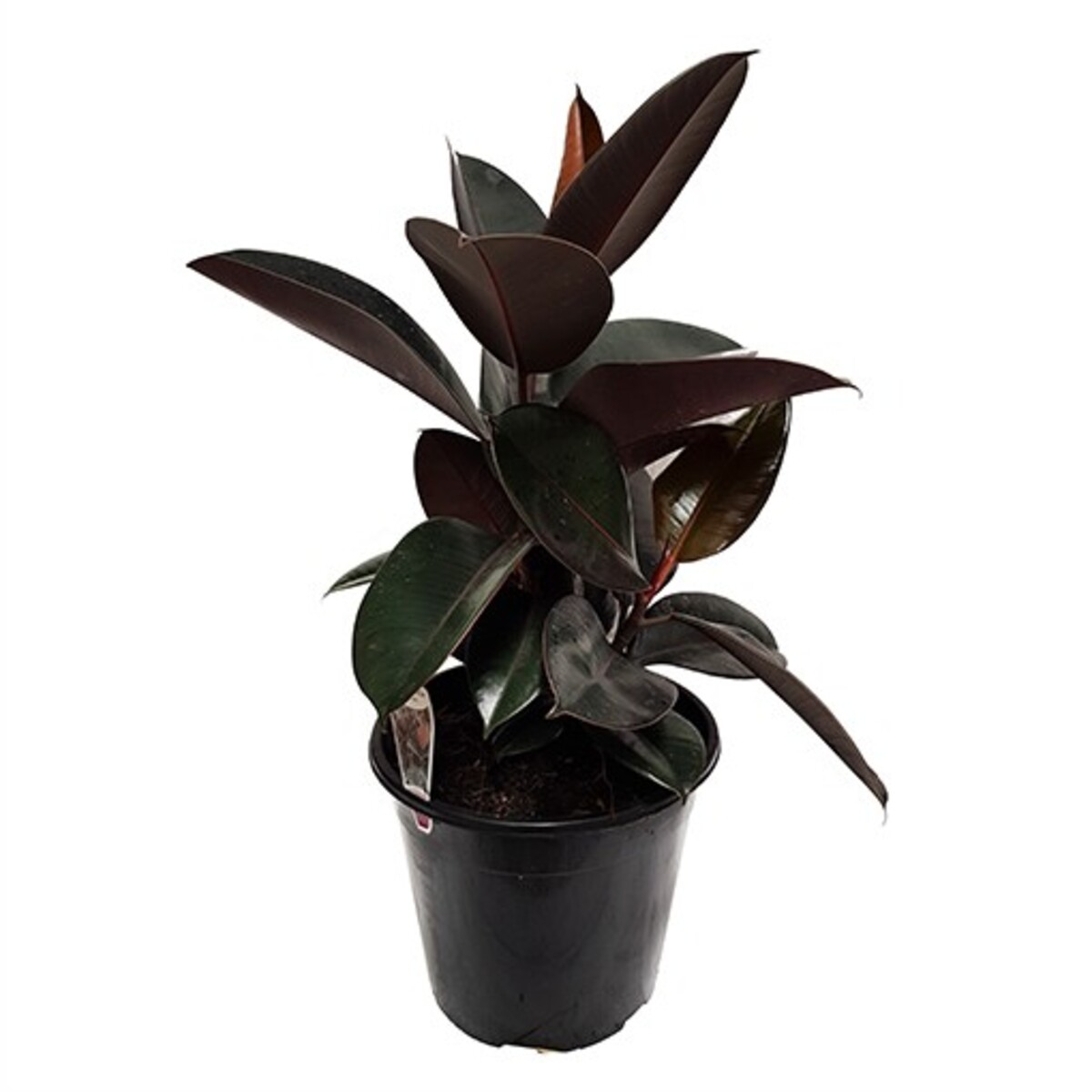 Ficus elastica - Burgundy 200mm Pot