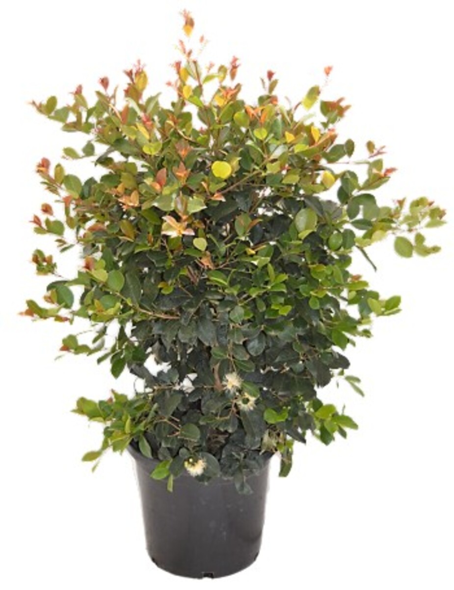 Syzygium - Big Red 300mm Pot
