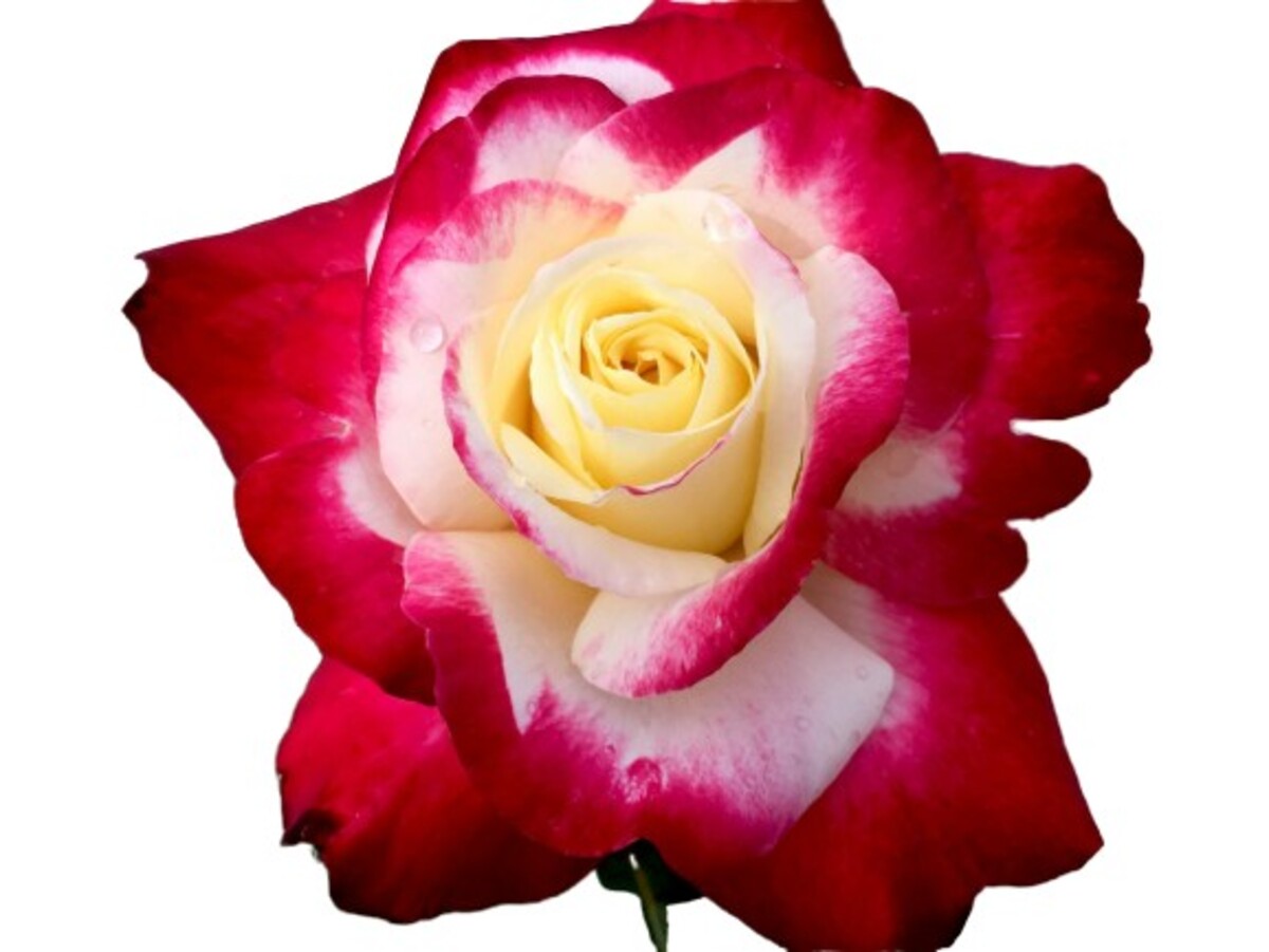 Rose 3ft Standard - Double Delight 250mm Pot (VN)