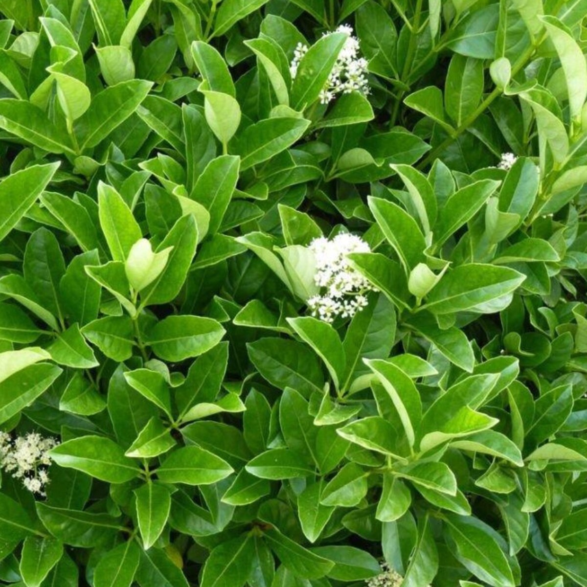 Viburnum - Sweet 200mm Pot (VN)