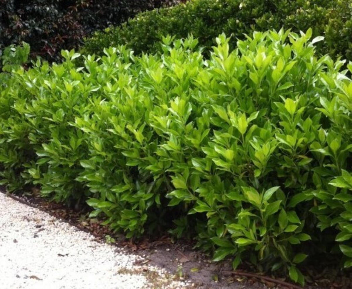Viburnum - Sweet 200mm Pot (VN)
