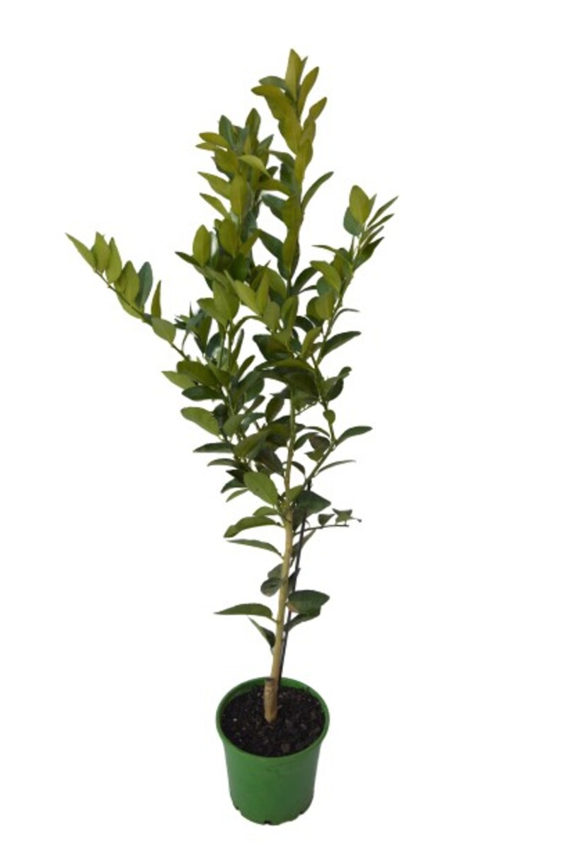 Lime - Kaffir Dwarf 200mm Pot