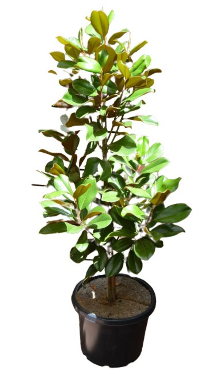 Magnolia - Teddy Bear 330mm Pot
