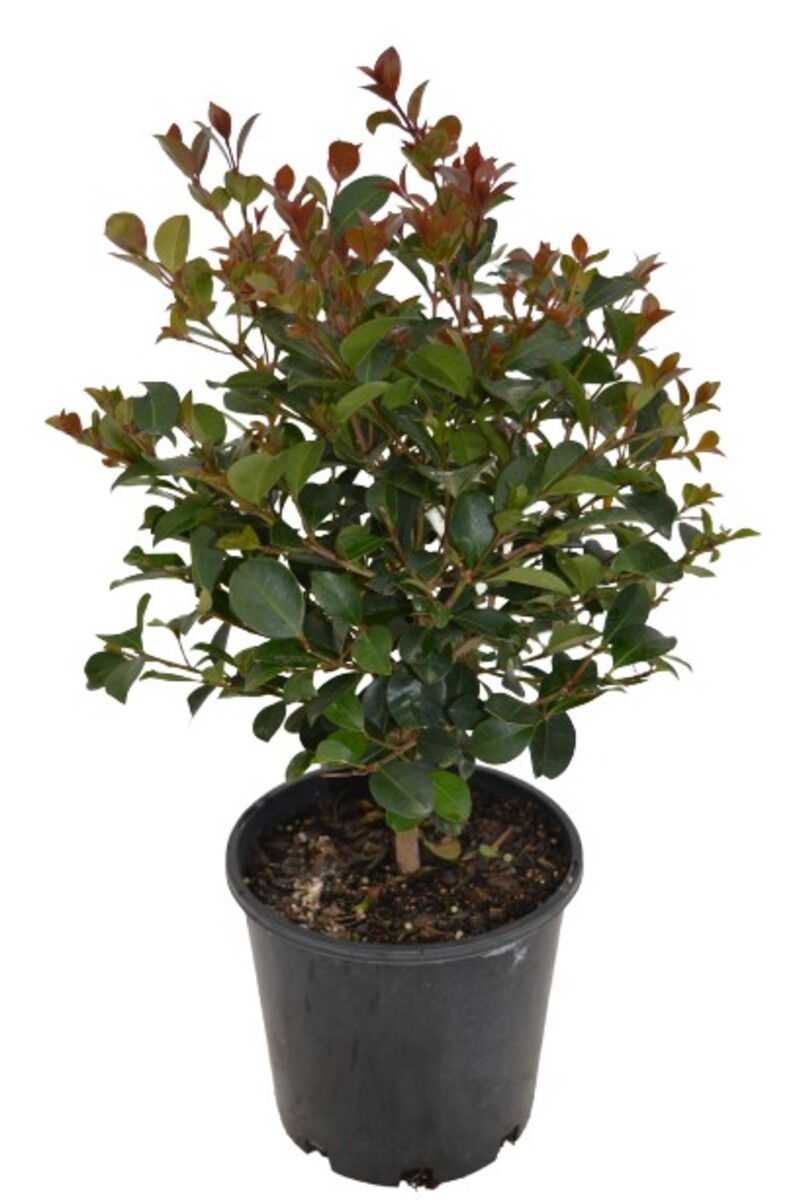 Syzygium - Big Red 200mm Pot