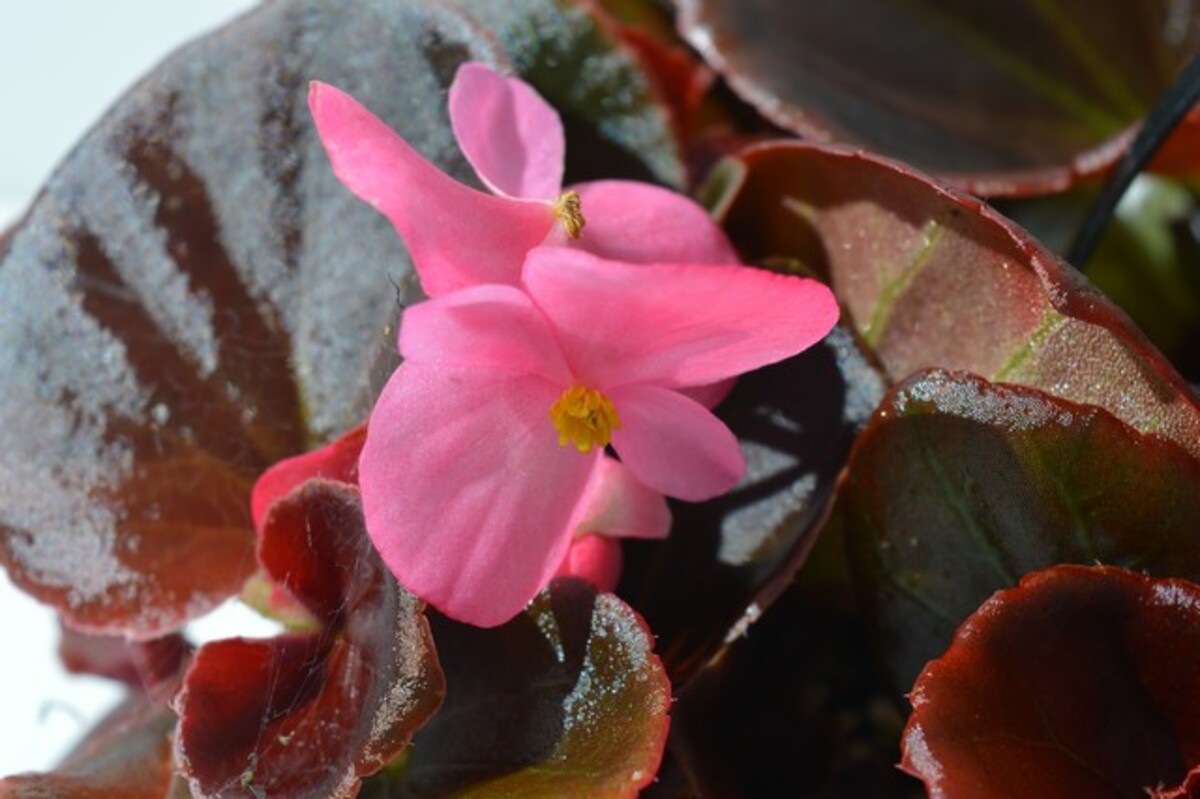 Begonia Senator - Bronze Leaf Mix 10 Pack