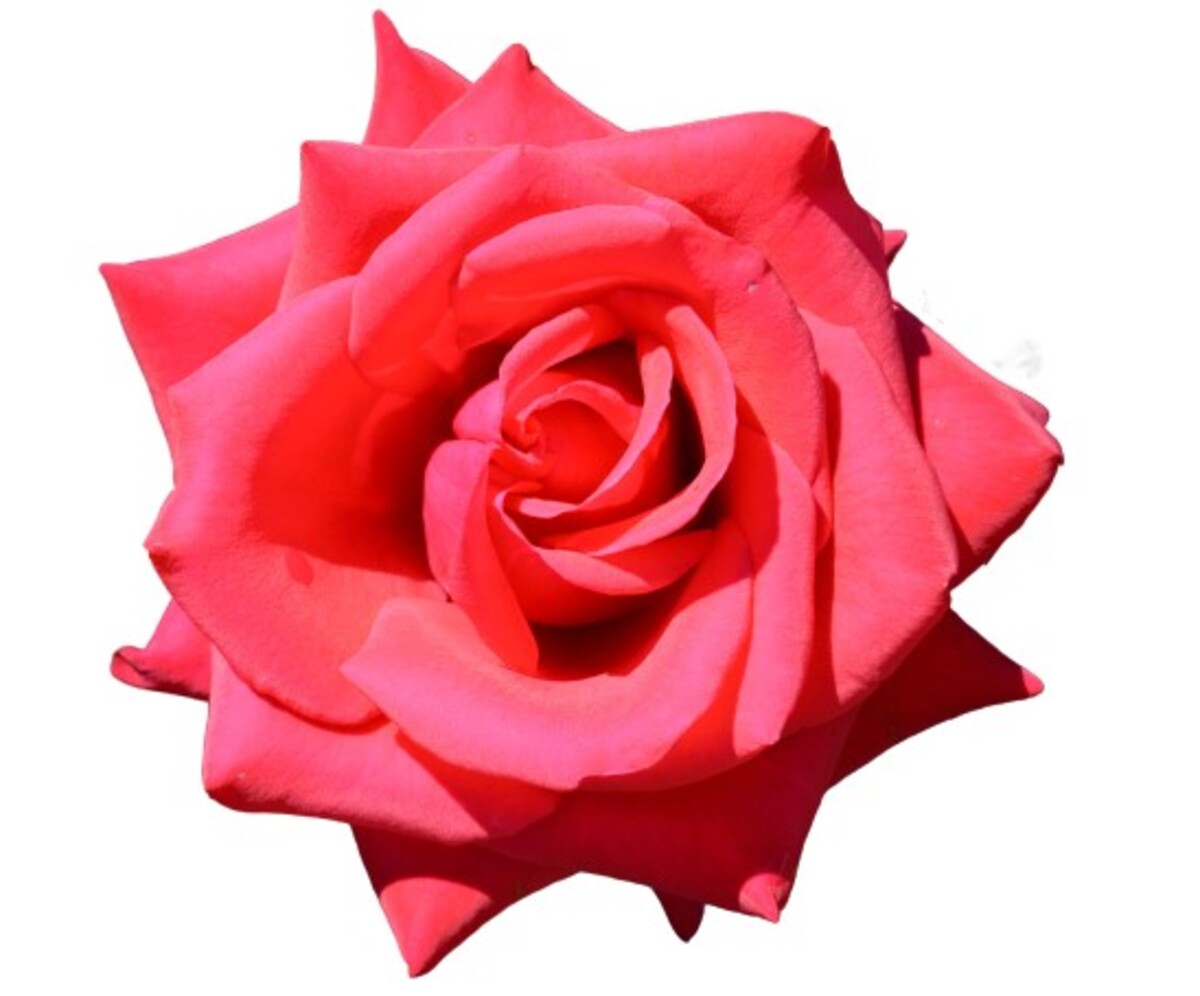 Rose 3ft Standard - Kardinal 250mm Pot (VN)