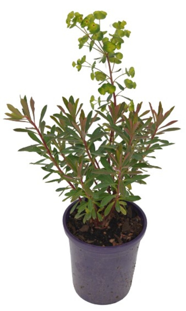 Euphorbia - Rudolph 140mm Pot