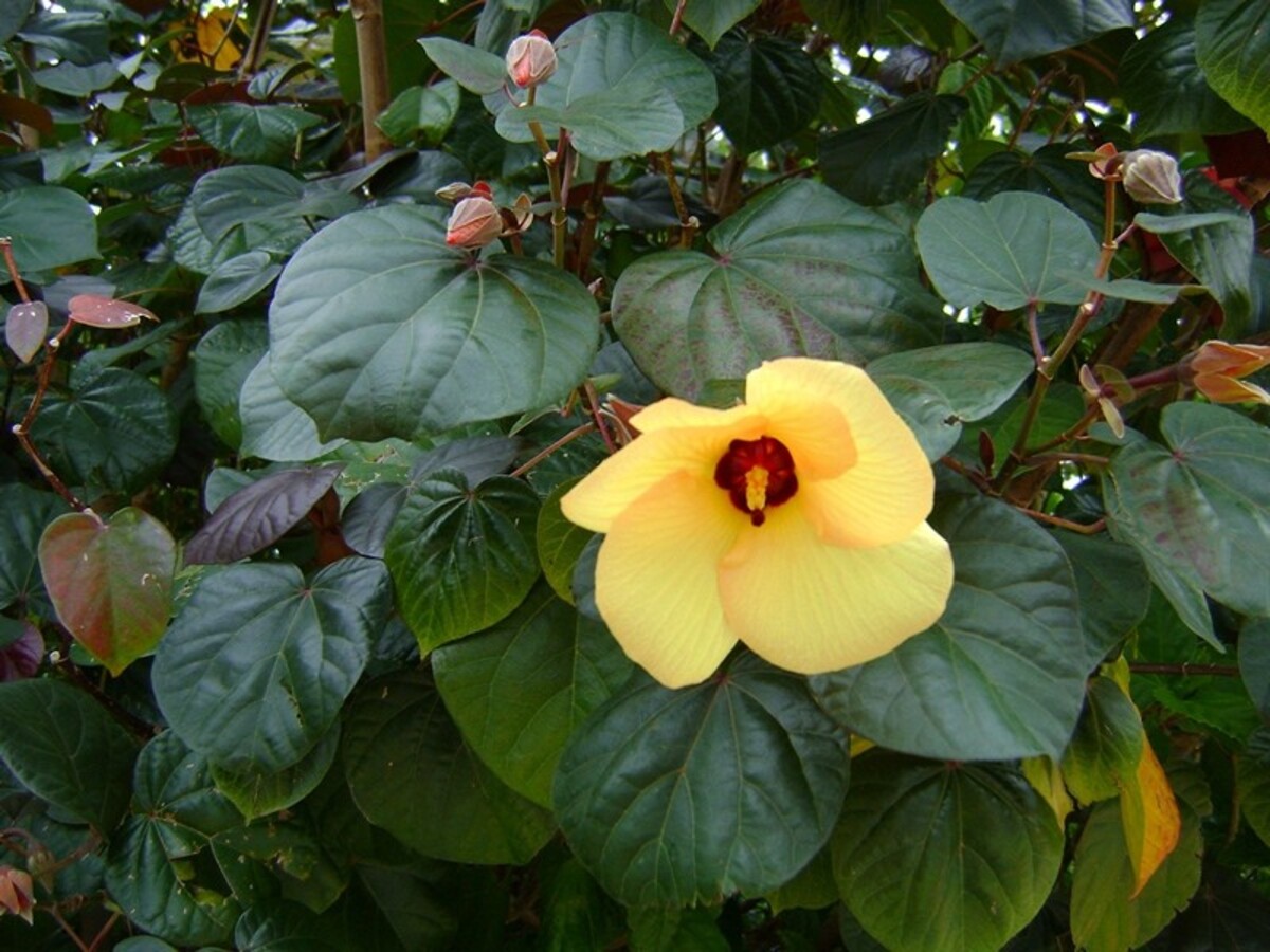 Tiliaceus Rubra - Cotton Wood Native Hibiscus 250mm Pot (VN)