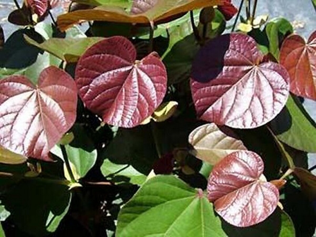 Tiliaceus Rubra - Cotton Wood Native Hibiscus 250mm Pot (VN)