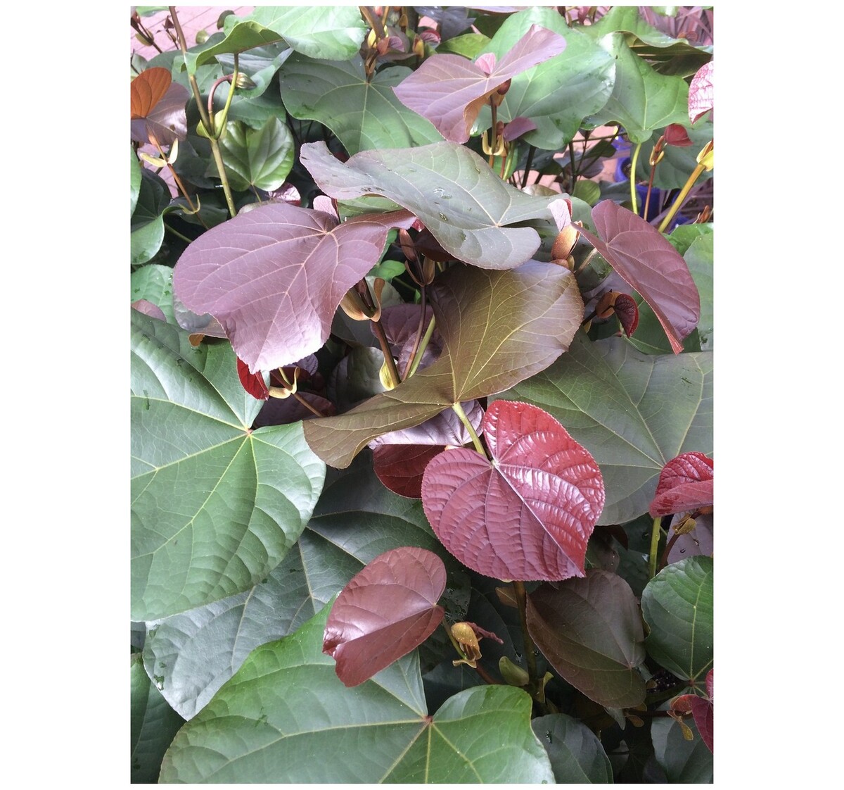 Tiliaceus Rubra - Cotton Wood Native Hibiscus 250mm Pot (VN)