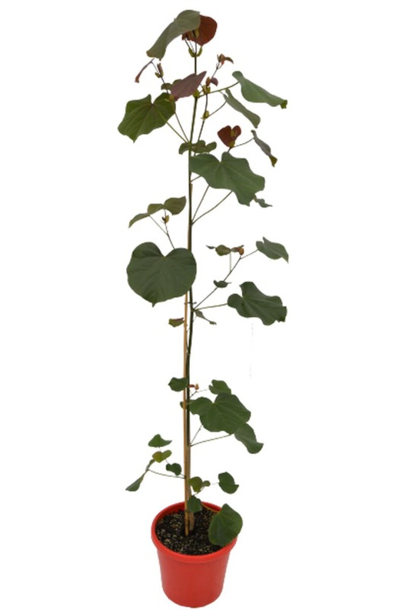 Tiliaceus Rubra - Cotton Wood Native Hibiscus 250mm Pot (VN)