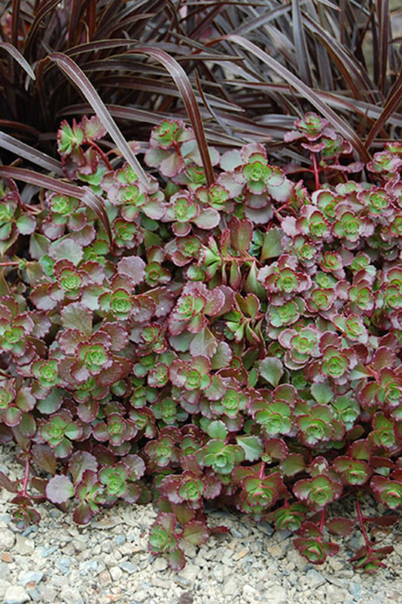 Sedum - Chocolate Blob 140mm Pot