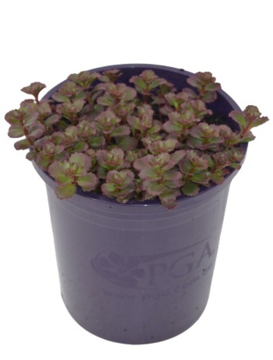 Sedum - Chocolate Blob 140mm Pot