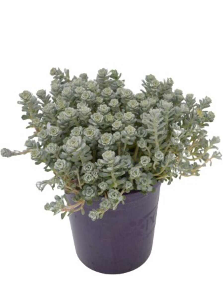 Sedum - Silver Blob 140mm Pot
