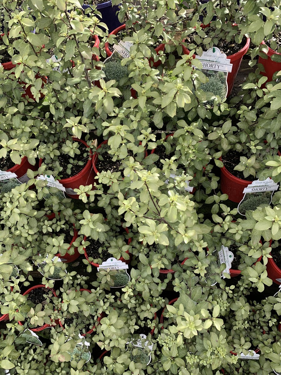 Pittosporum Shorty 150mm Pot (VN)