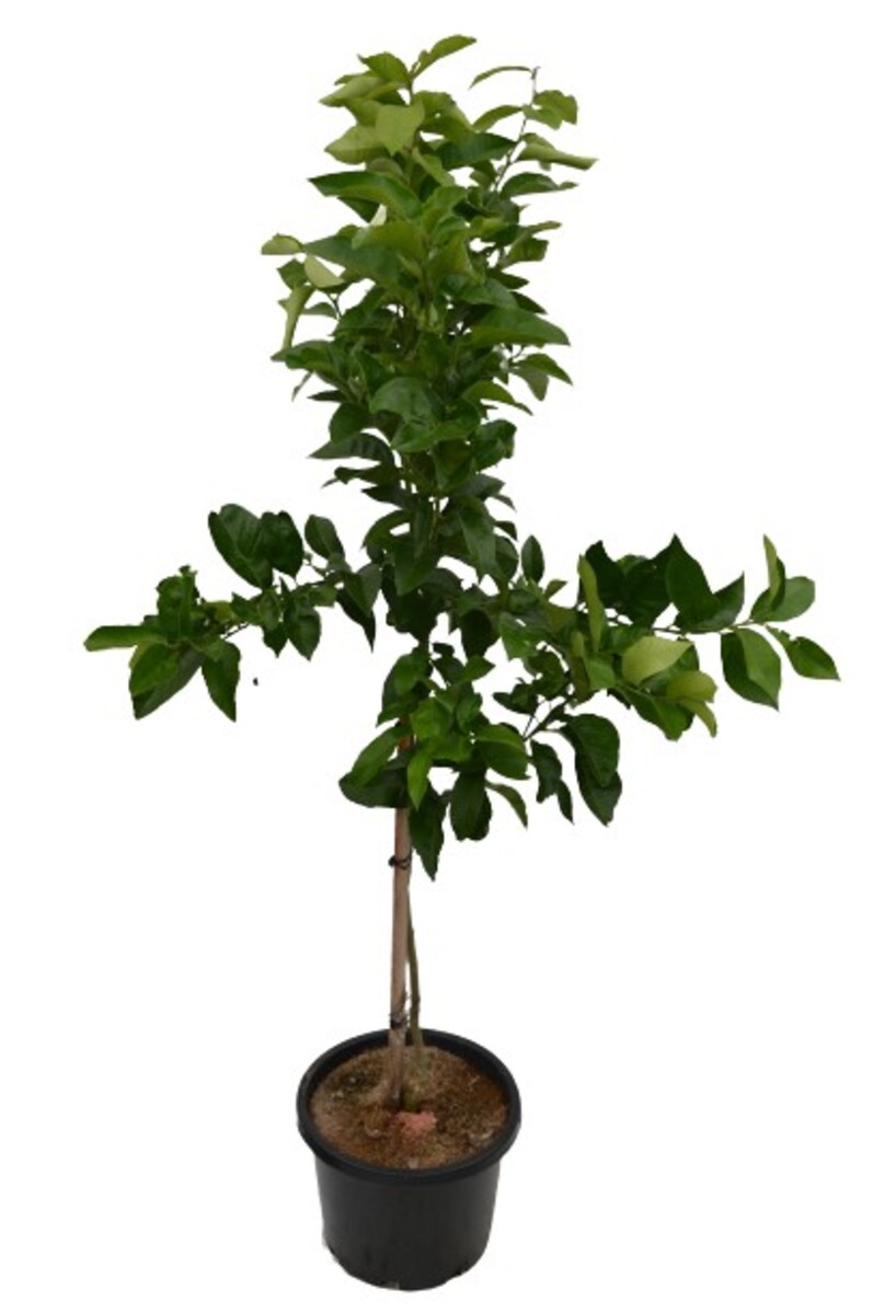 Lemon - Eureka 400mm Pot (Advanced)