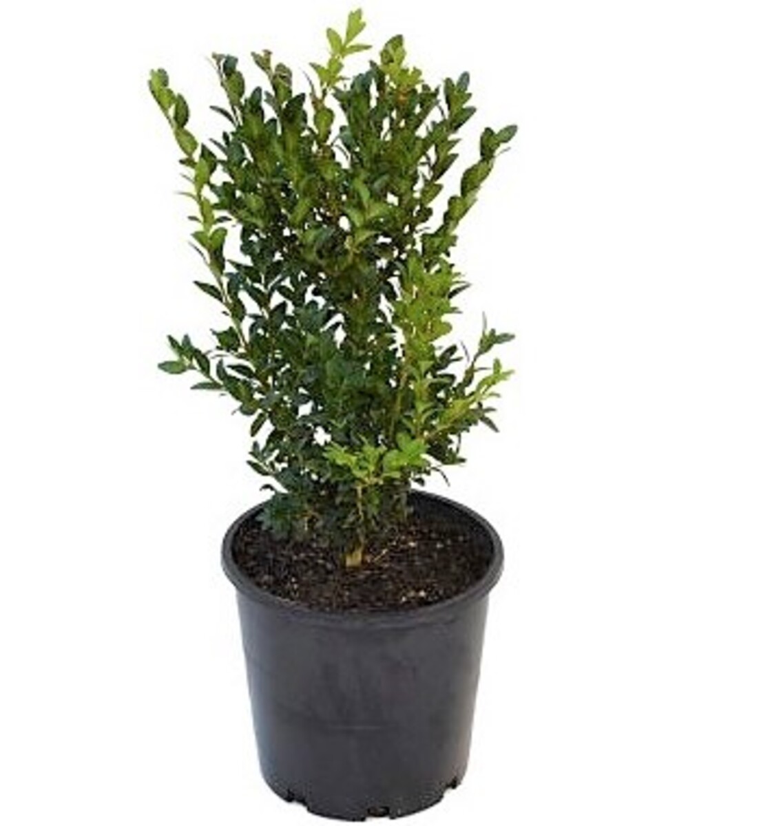 Buxus Sempervirens - English Box 200mm Pot