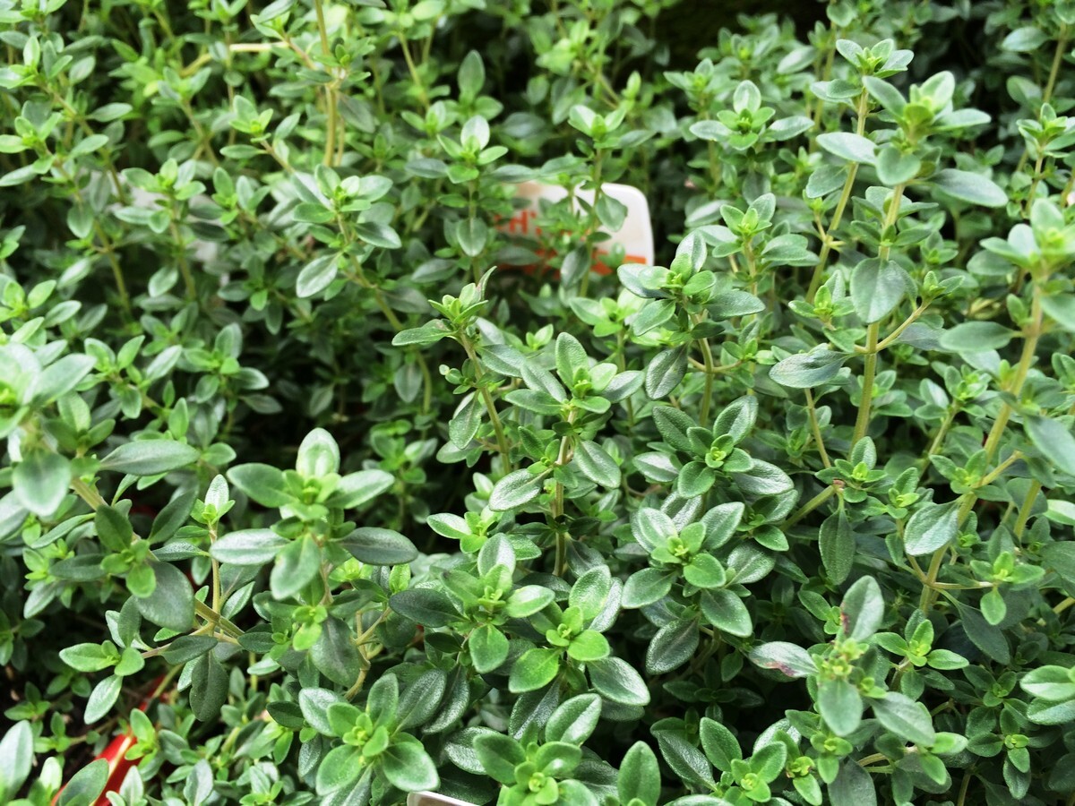 Thyme - Lemon 115mm Pot (VN)