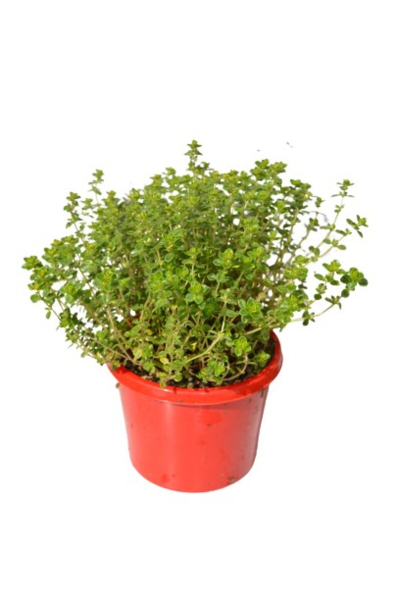 Thyme - Lemon 115mm Pot (VN)