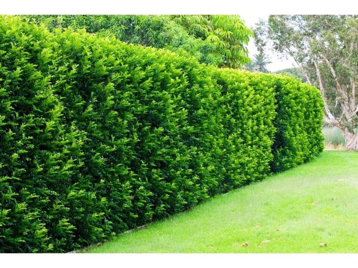 Murraya - Orange Jasmine 250mm Pot