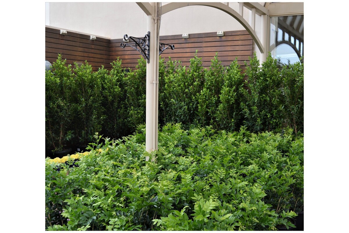 Murraya - Orange Jasmine 250mm Pot