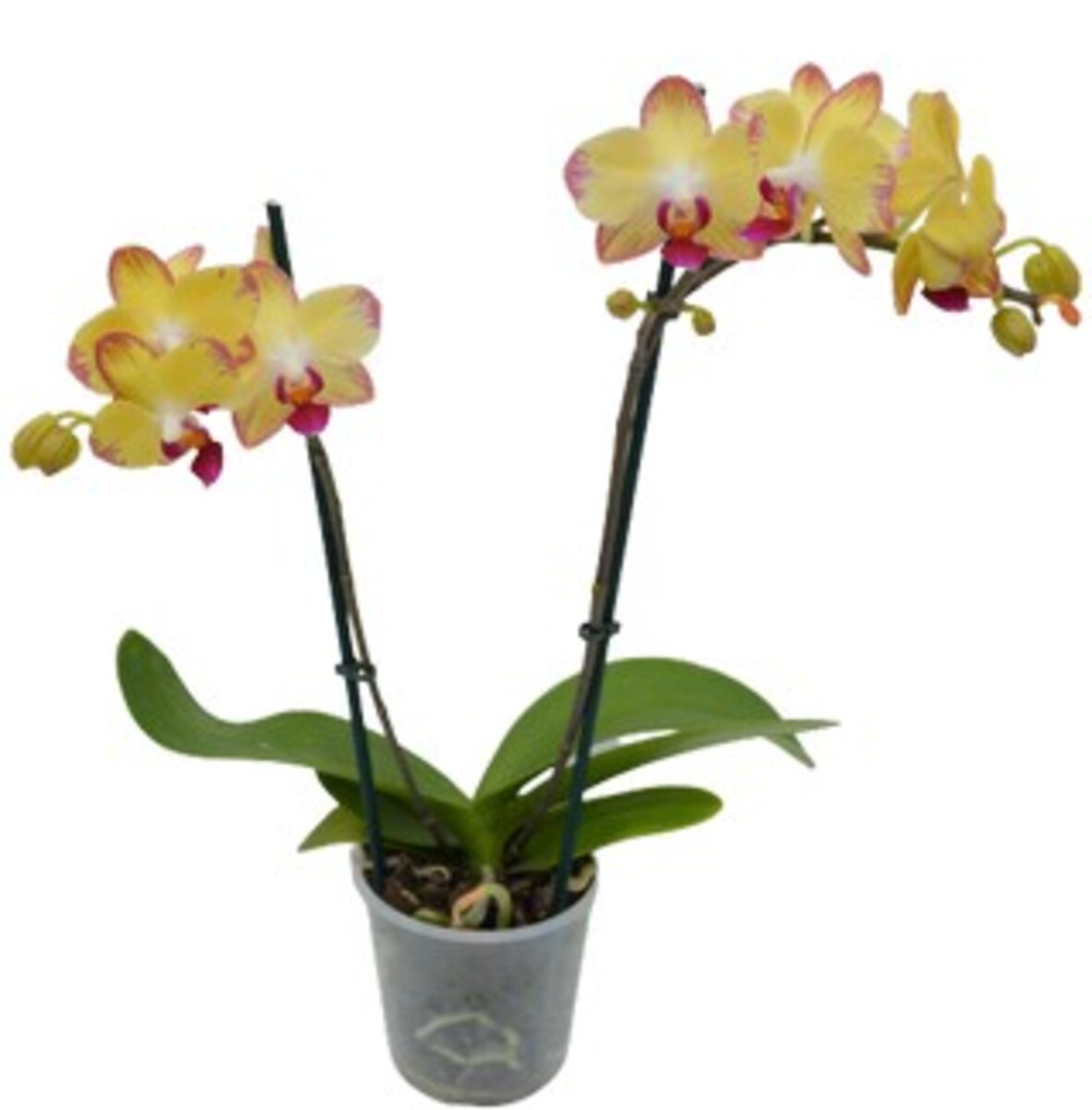 Phalaenopsis - Moth Orchid - Double Spike 120mm Pot