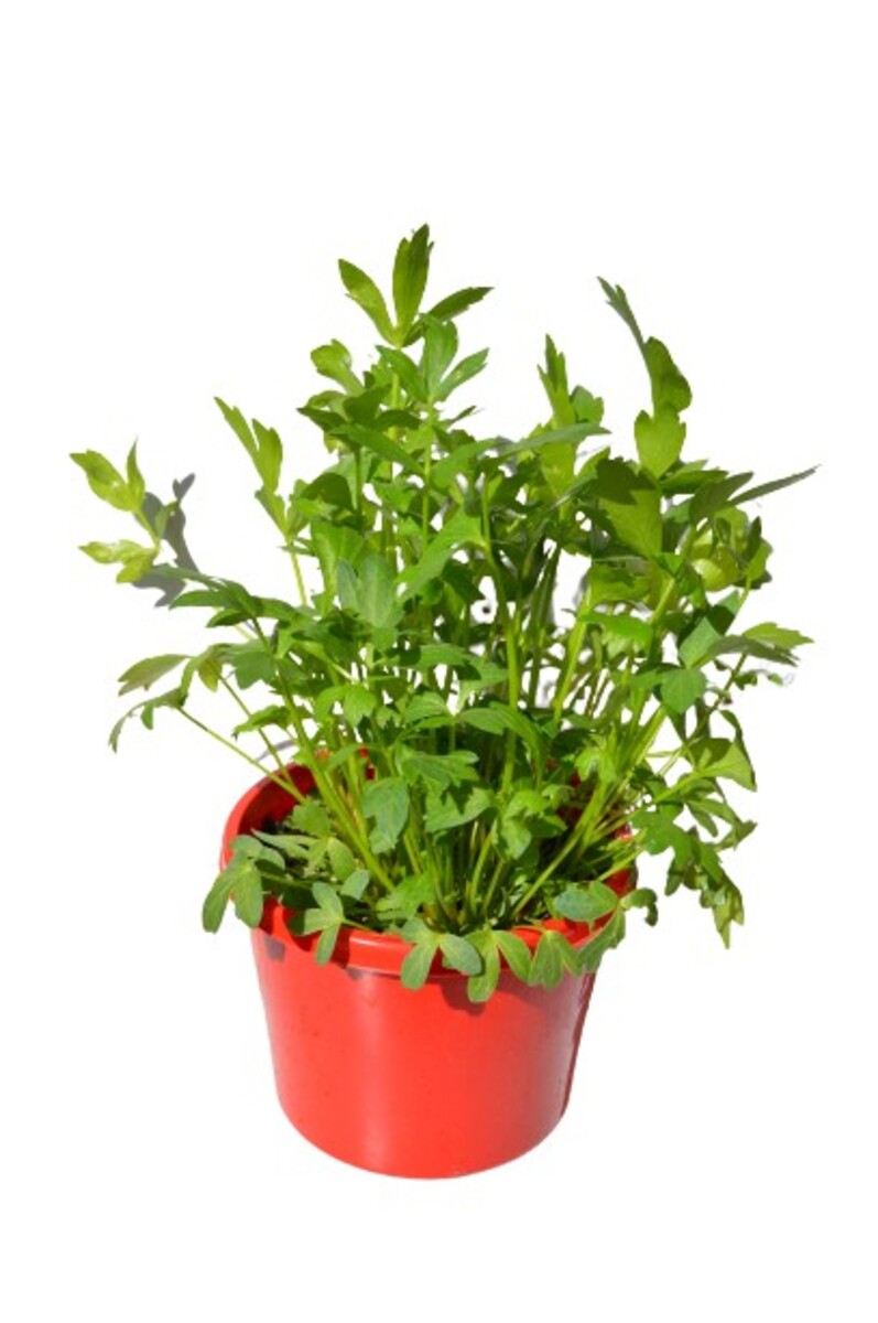 Parsley - Italian 115mm Pot (VN)
